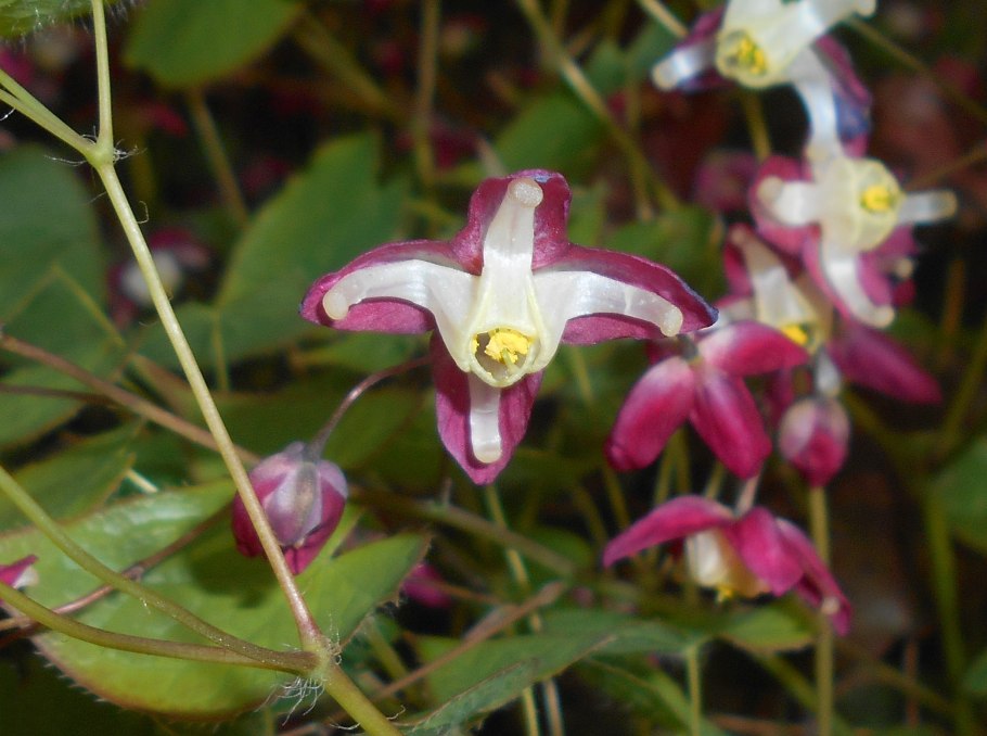 Goat Weed Flower