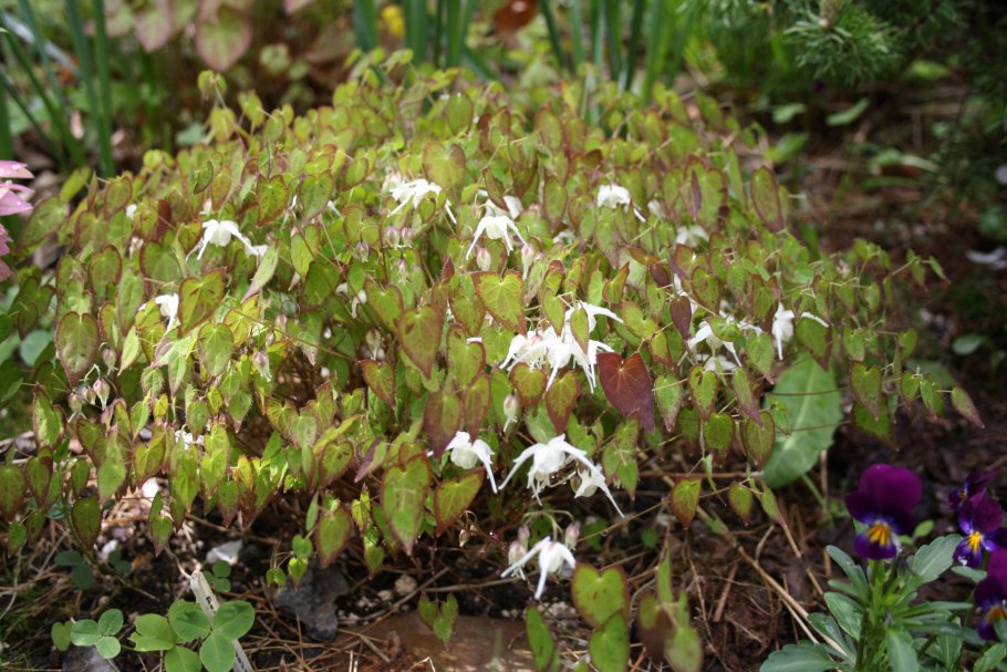 Горянка Пинк Эльф