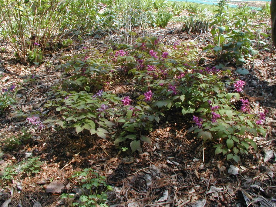 Epimedium grandiflorum Rose Queen
