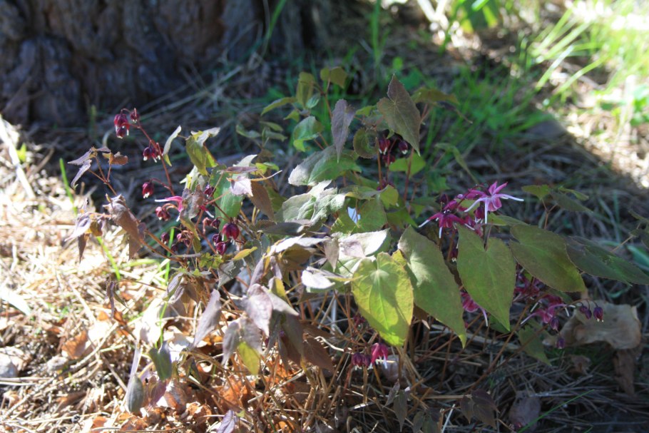 Горянка крупноцветковая Лилафи