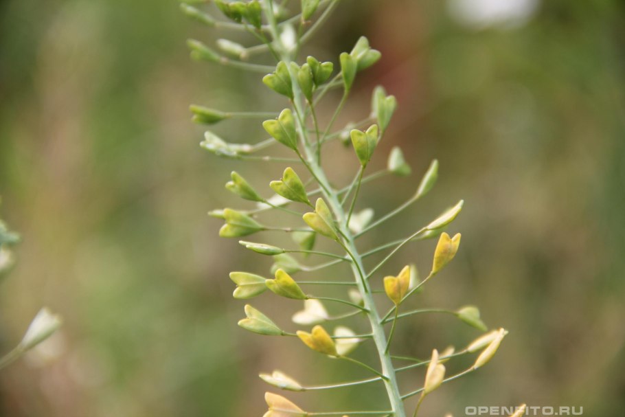 Щебрушка Полевая