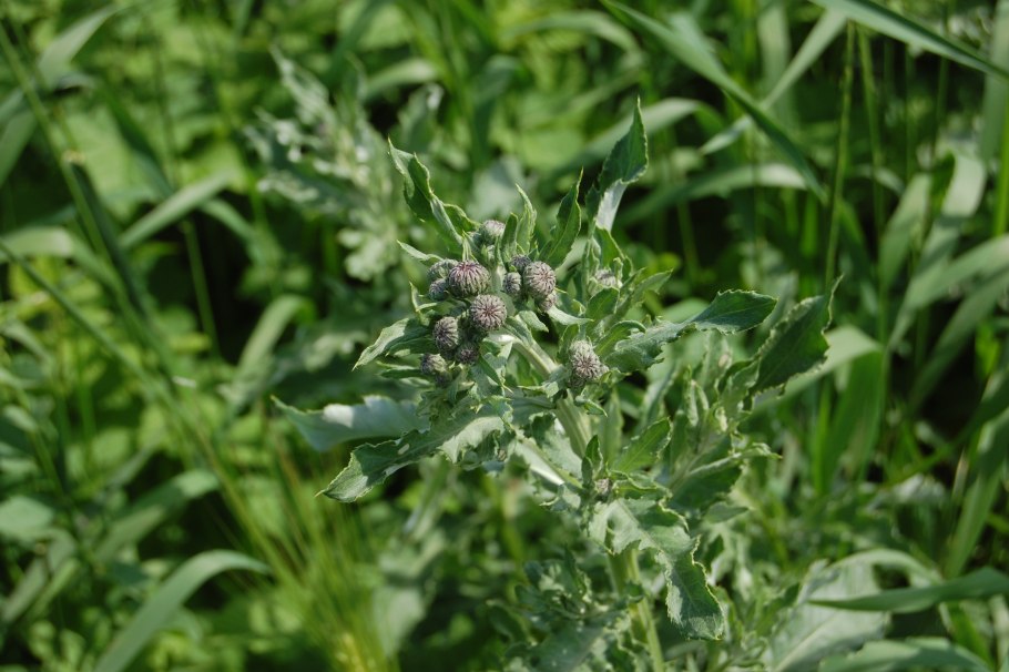 Трава жабник полевой