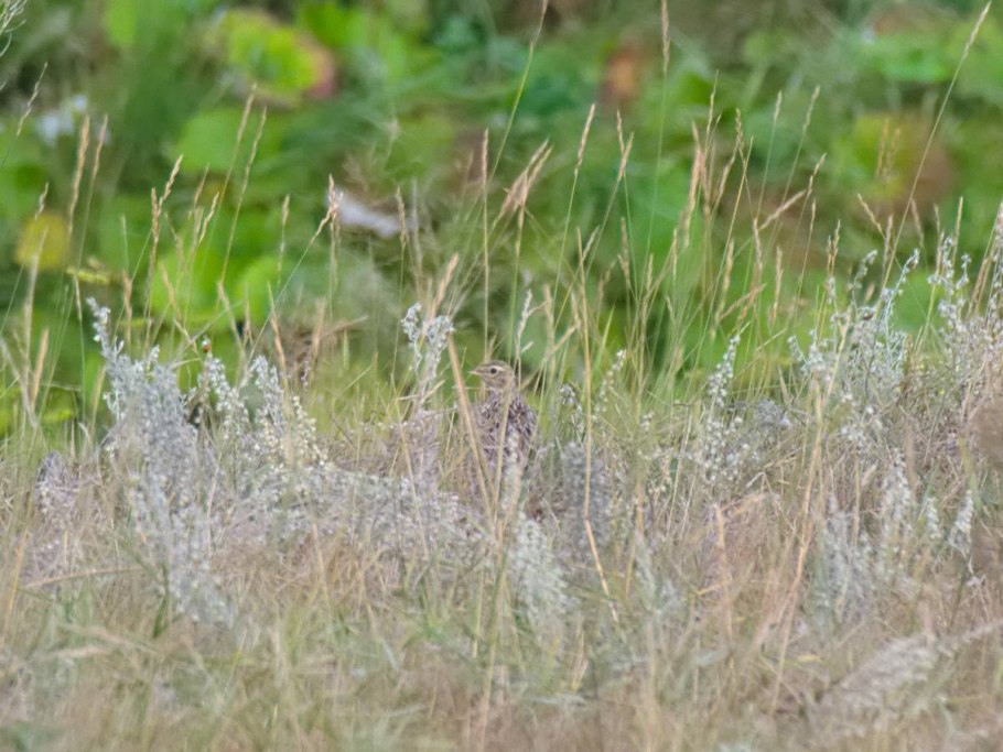 Ярутка Полевая плод