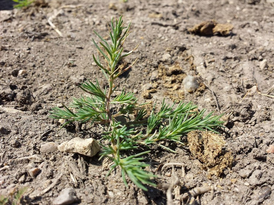 Polycnemum arvense Плантариум