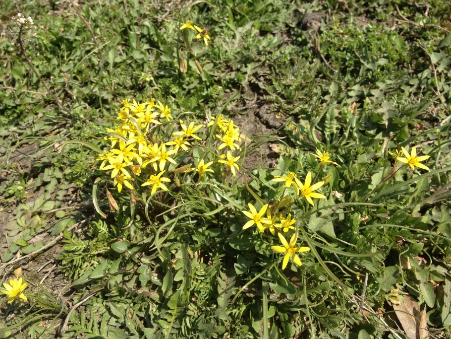 Чернушка Полевая