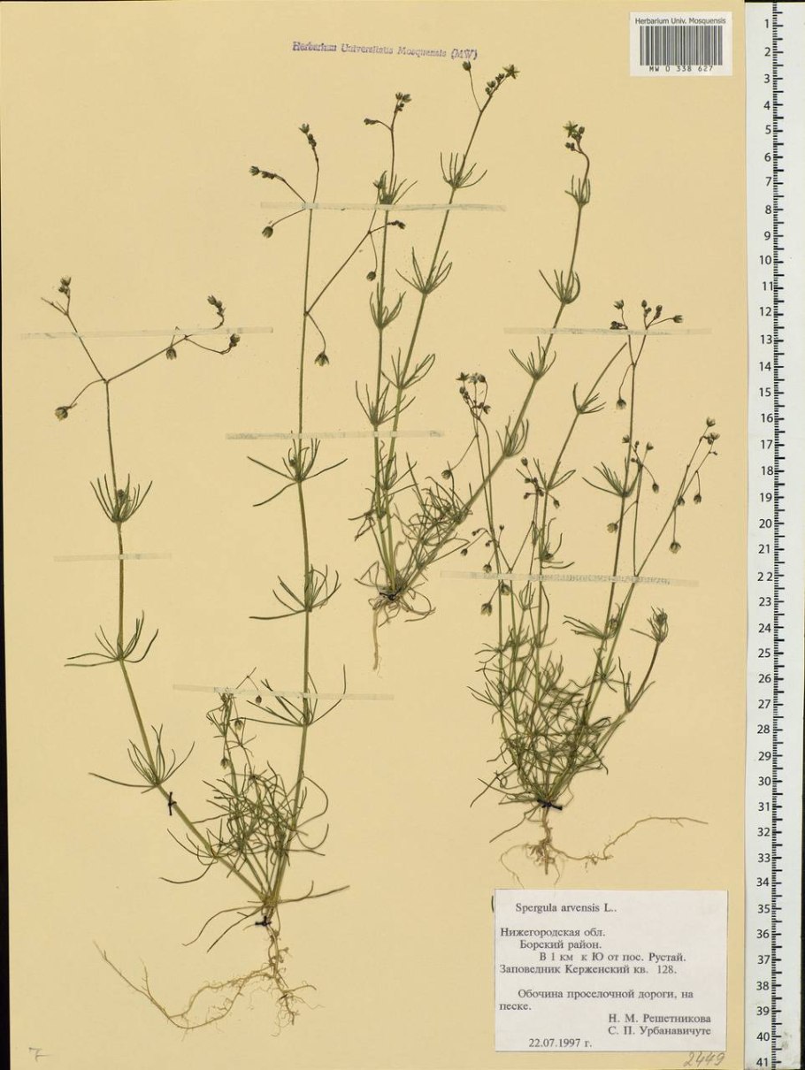 Nigella arvensis