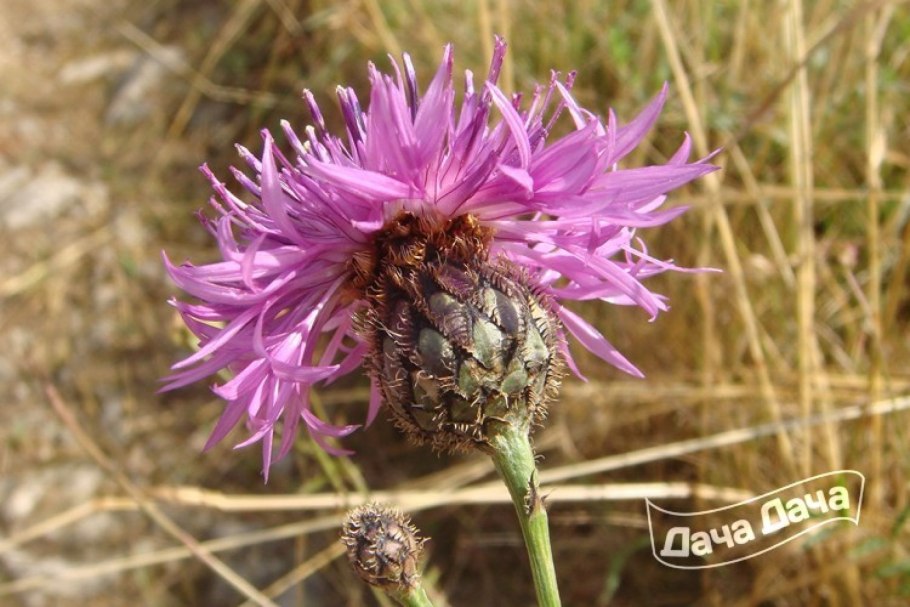 Аборигенные растения