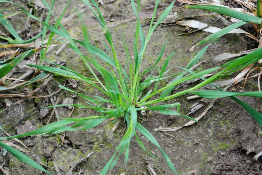 Маревые (подсемейство)