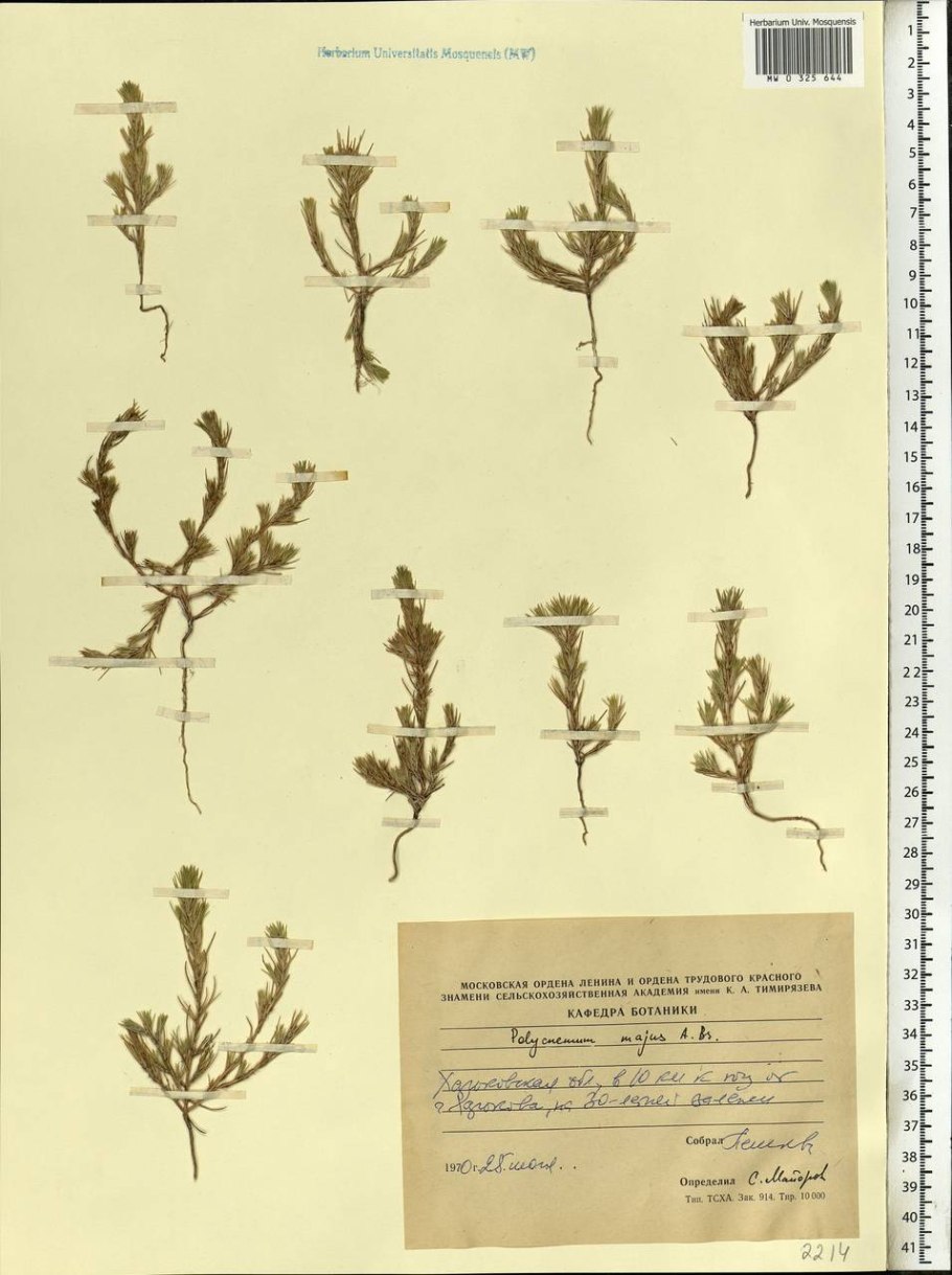 Метлица обыкновенная – Apera Spica Venti