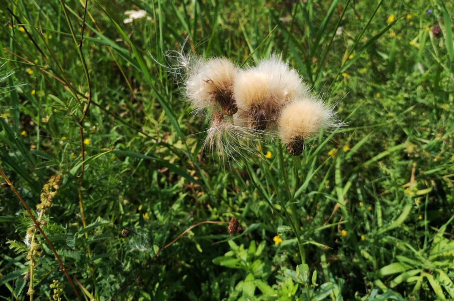 Чина Приморская