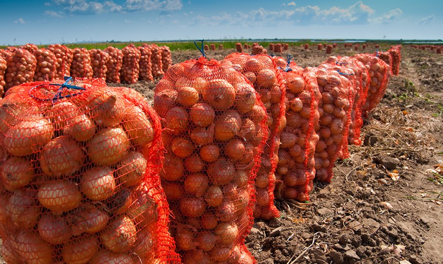 Лук в сетке