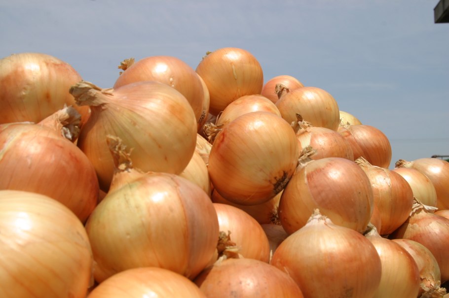 Ирис reticulata Pauline