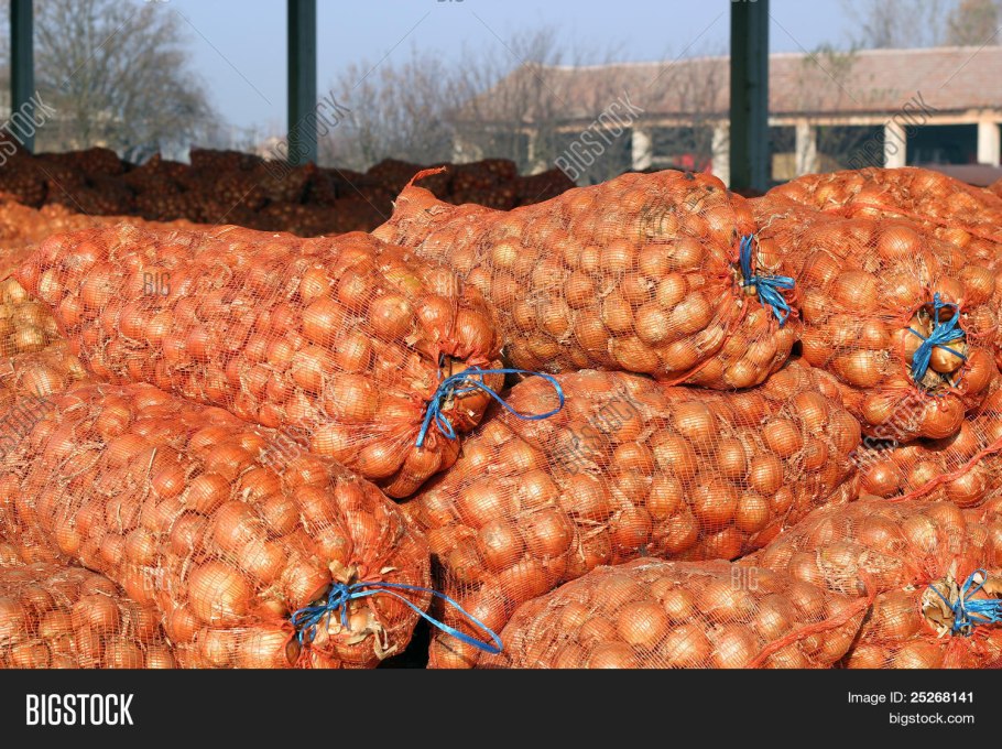 Гусиный лук Федченко