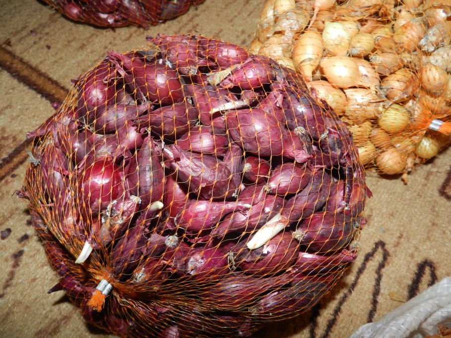 Лук репчатый тропеана Лонг