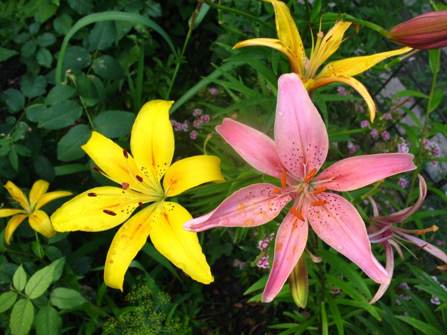 Лилия (растение)