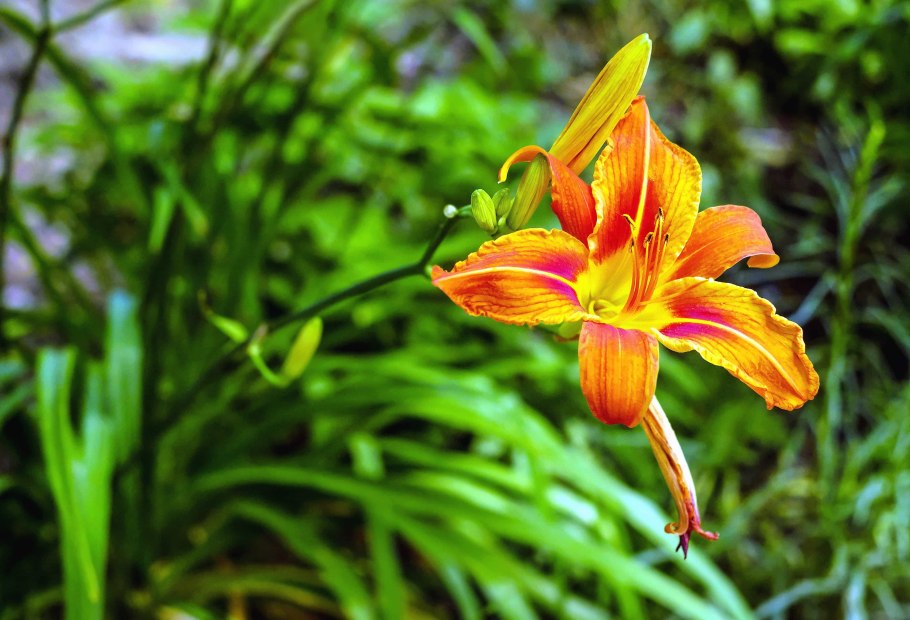 Лилейник обыкновенный оранжевый