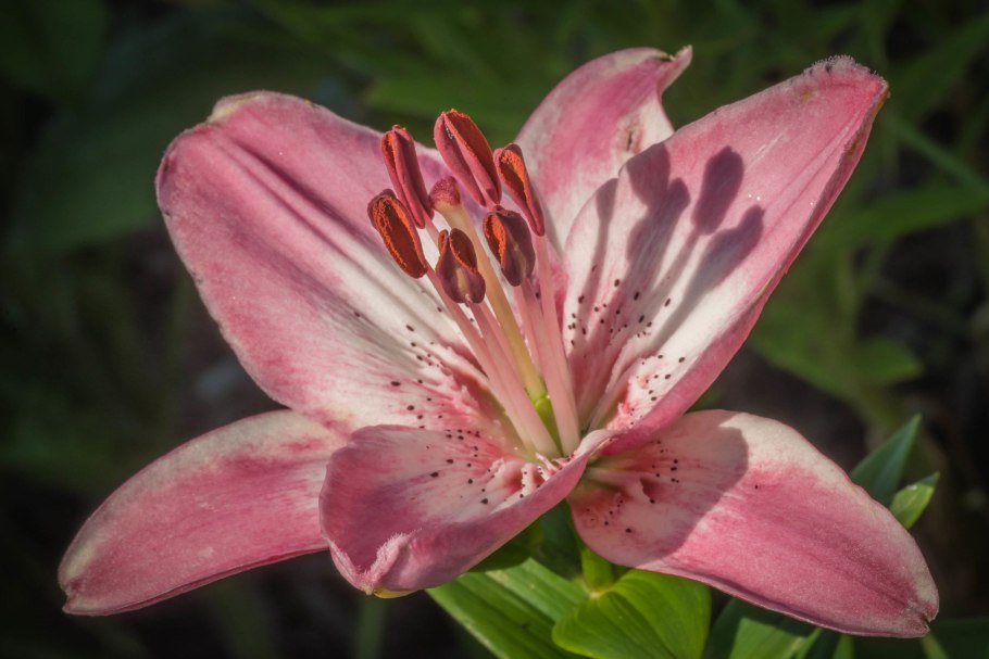 Лилия белоснежная-Lilium