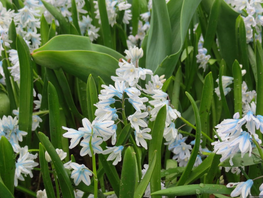 Liliaceae семейство