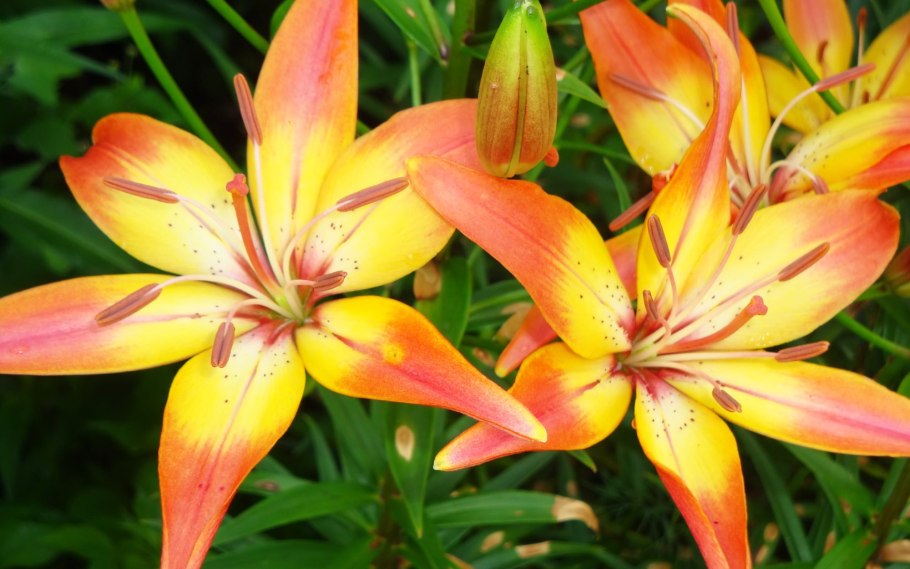 Лилия леопардовая — Lilium pardalinum