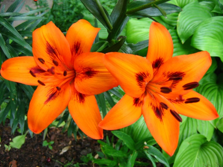 Лилия tigrinum splendens