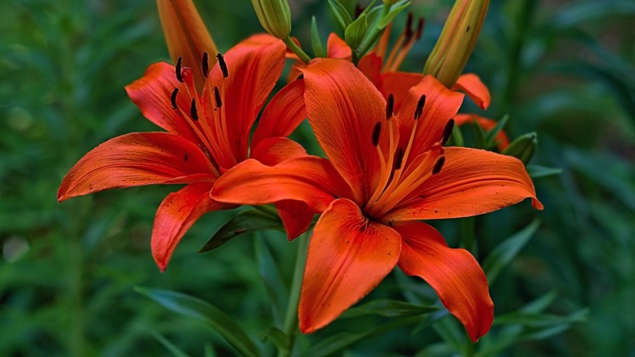 Лилия пинакл