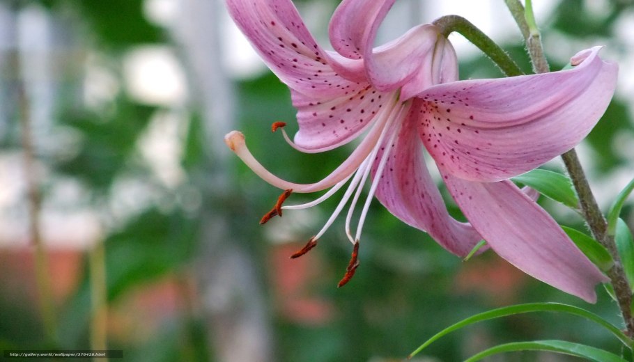 Лилия азиатская Йеллоу Тайгер