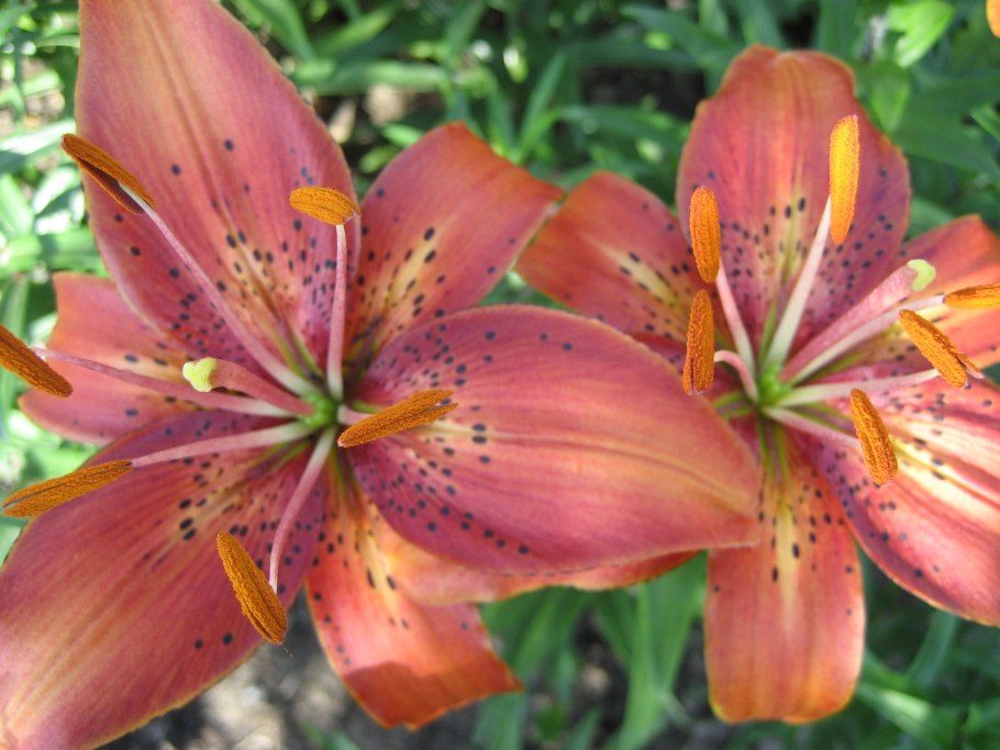 Лилия азиатская доросо