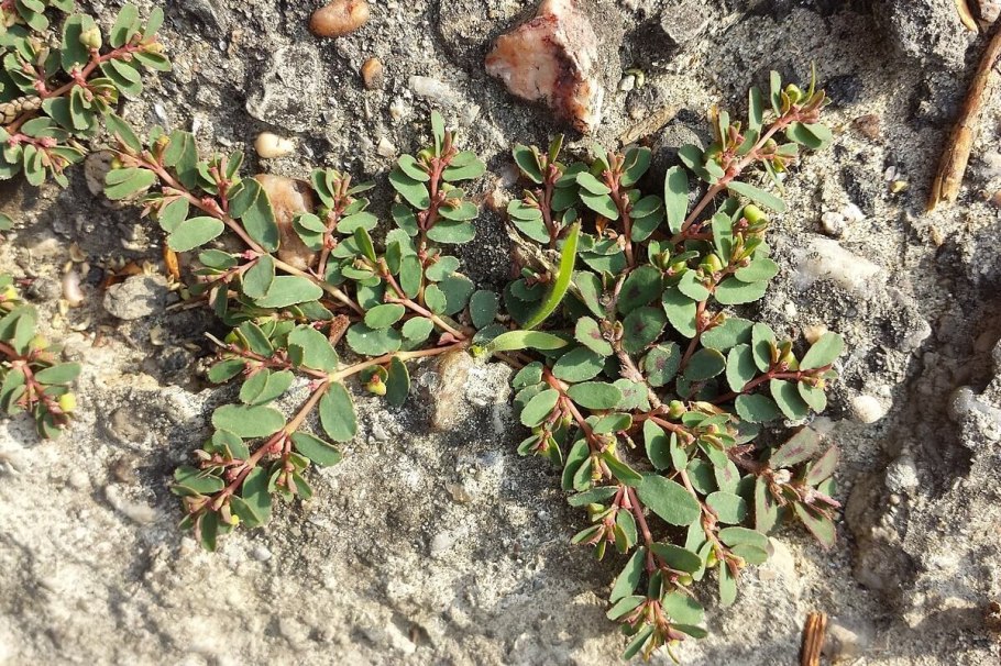 Молочай распростертый