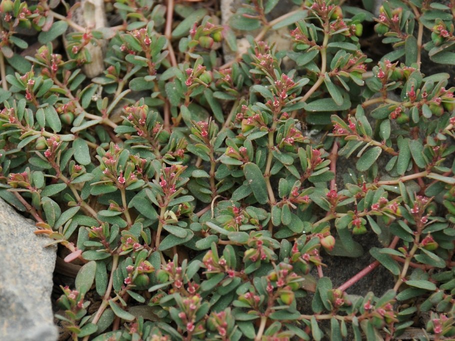 Euphorbia humifusa