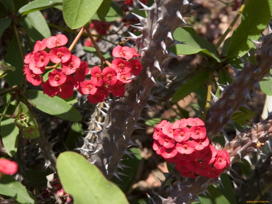 Молочай Жигулёвский