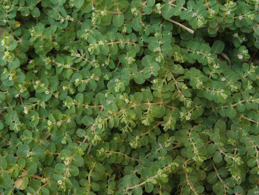 Молочай Крымский