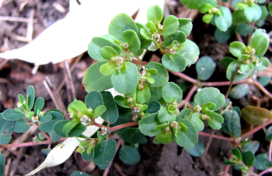 Молочай Euphorbia Chamaesyce