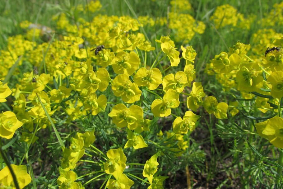 Euphorbia albipollinifera