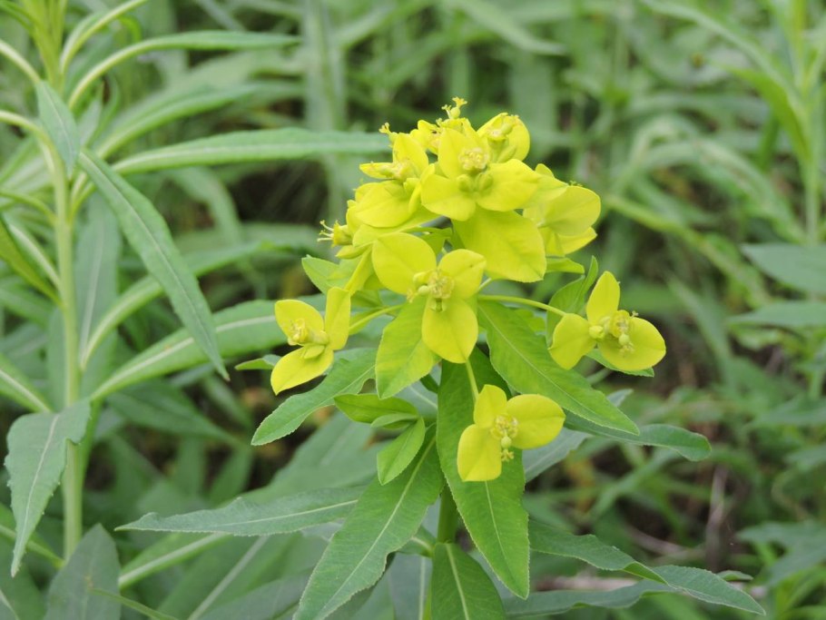 Молочай Жигулёвский (Euphorbia zhiguliensis)