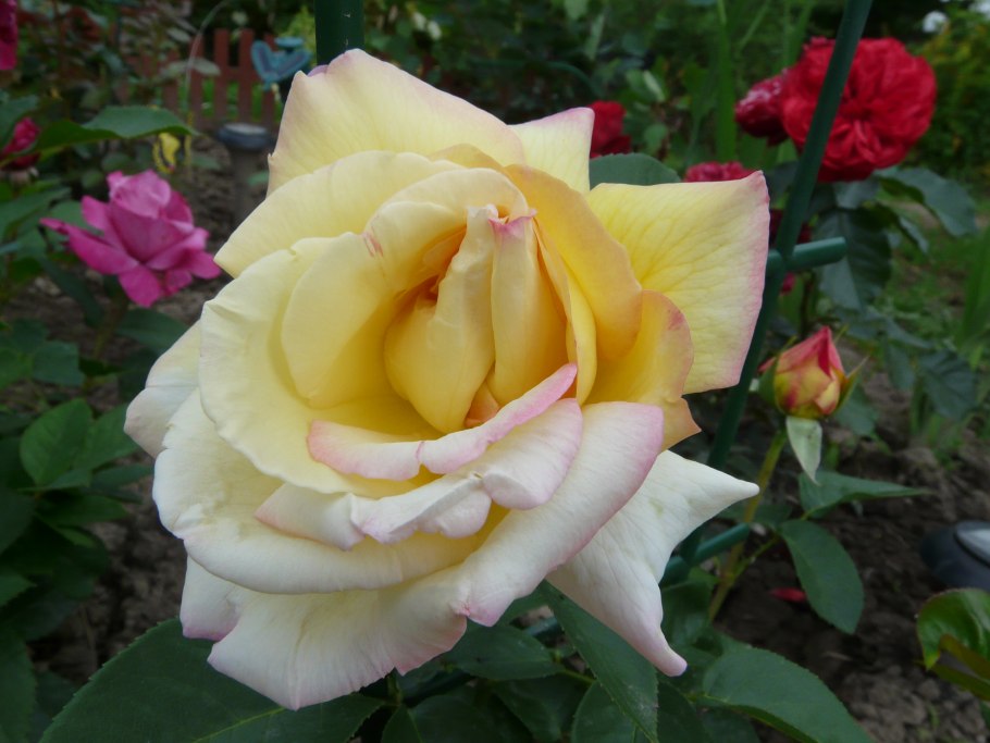 Роза peace-(gloria-dei)