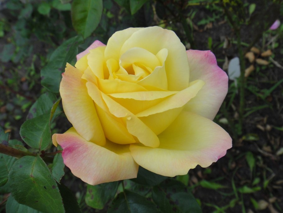 Роза чайно гибридная глория дей