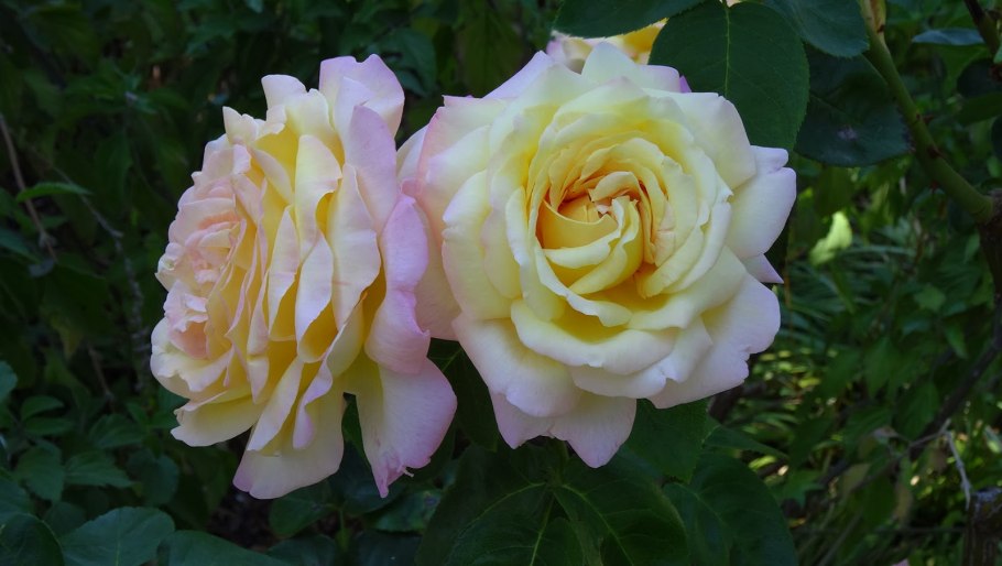 Глория дей роза