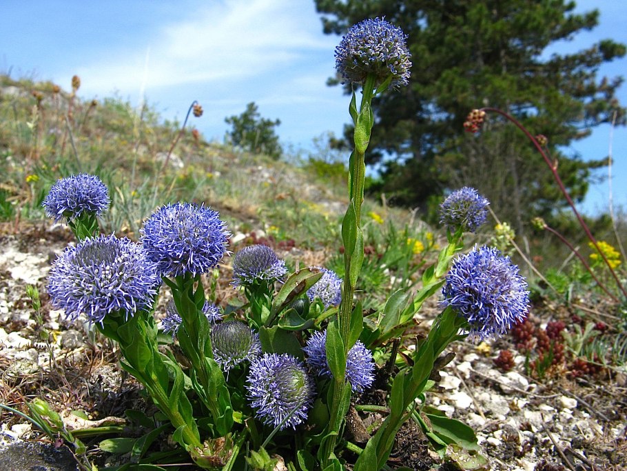 Шаровница волосоцветковая
