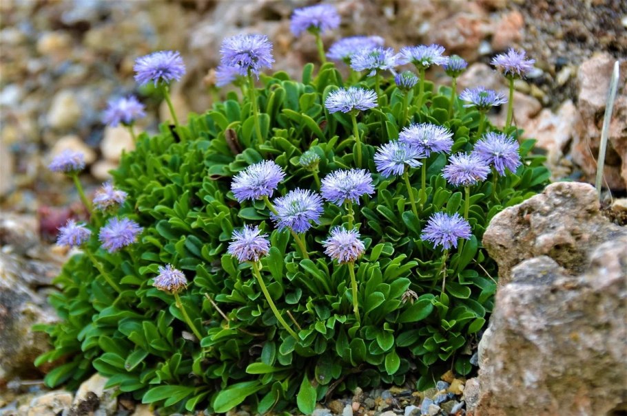 Глобулярия шаровница многолетник