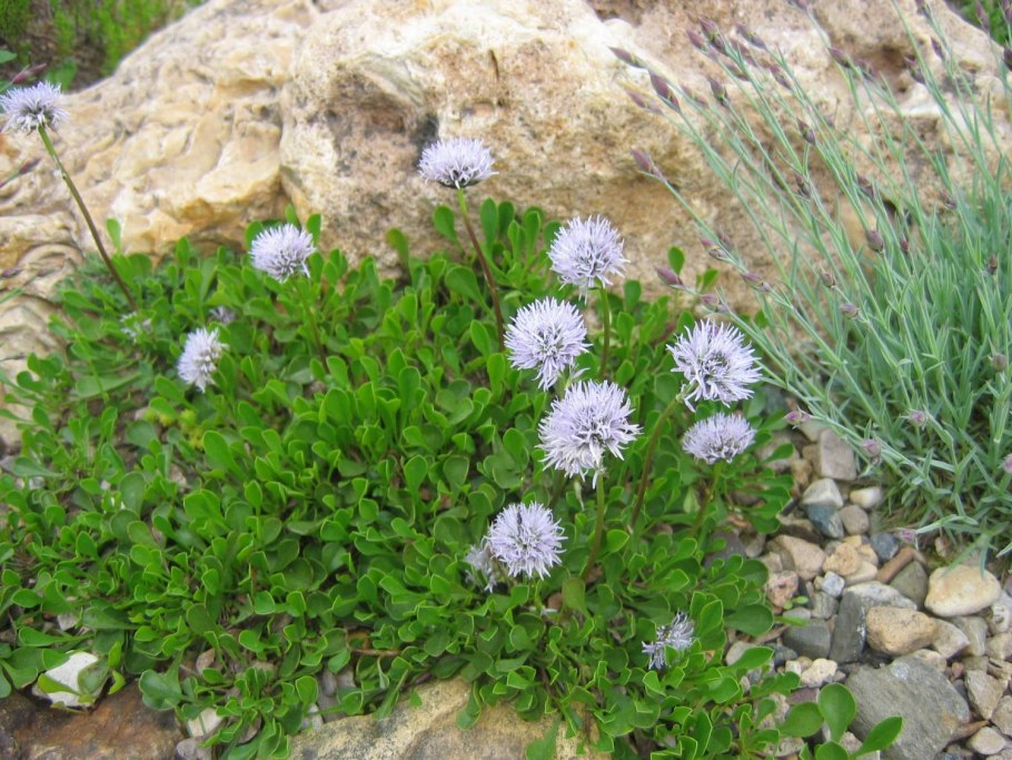 Глобулярия ползучая