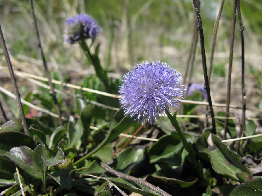 Globularia alypum