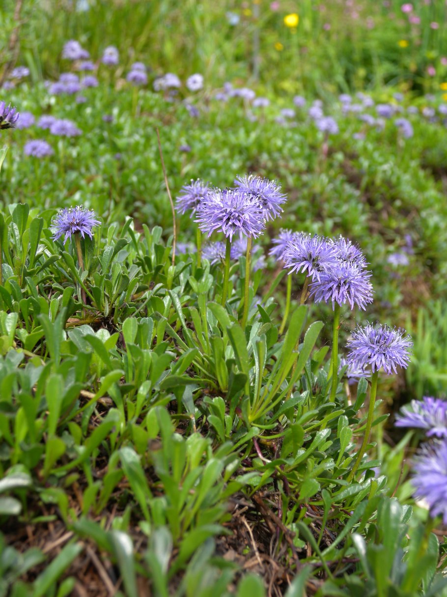 Глобулярия шаровница многолетник