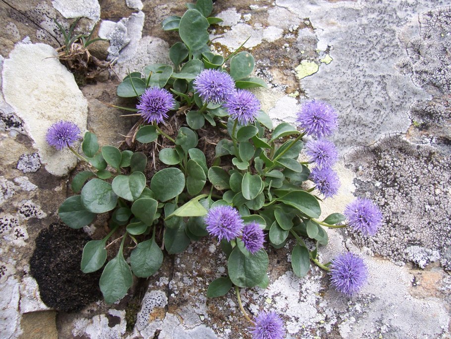 Глобулярия шаровница сердцелистная