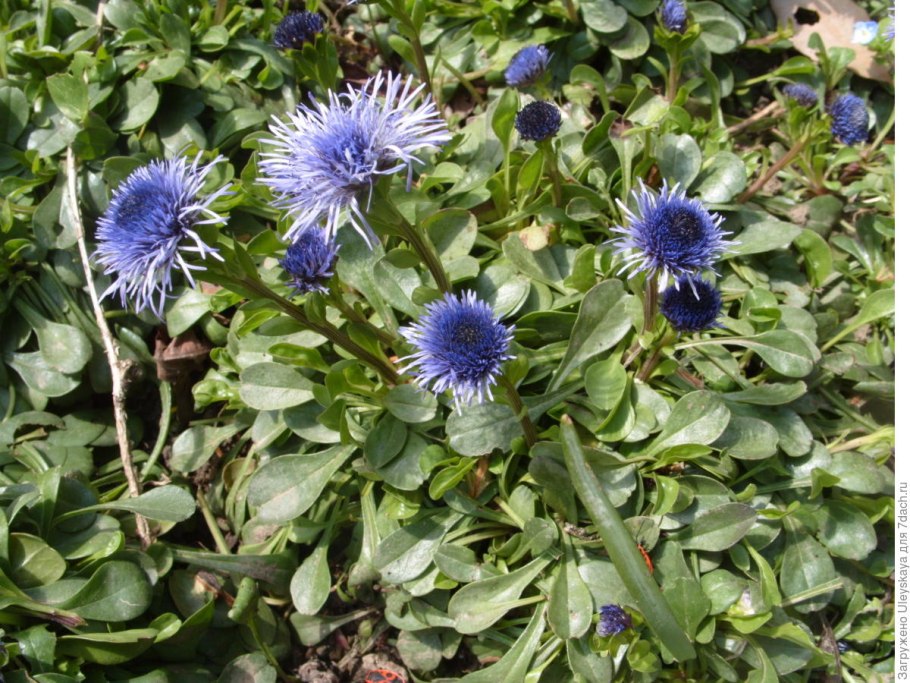 Шаровница сердцевиднолистная