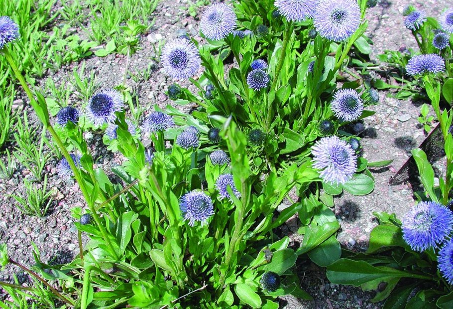 " Глобулярия точечная ( Globularia punctata) "