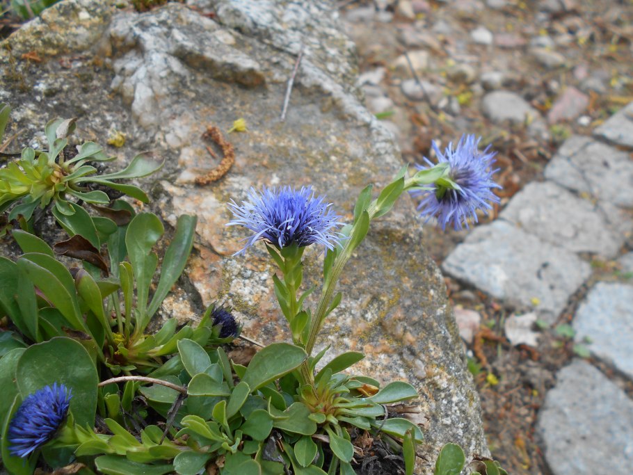" Глобулярия точечная ( Globularia punctata) "