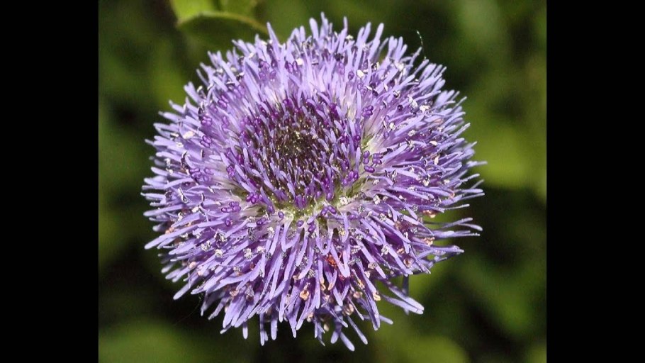 Шаровница карликовая