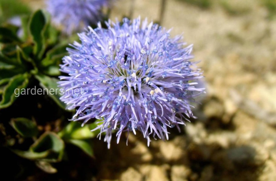 Глобулярия Репенс