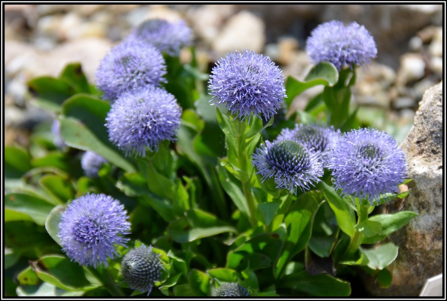 Шаровница волосоцветковая