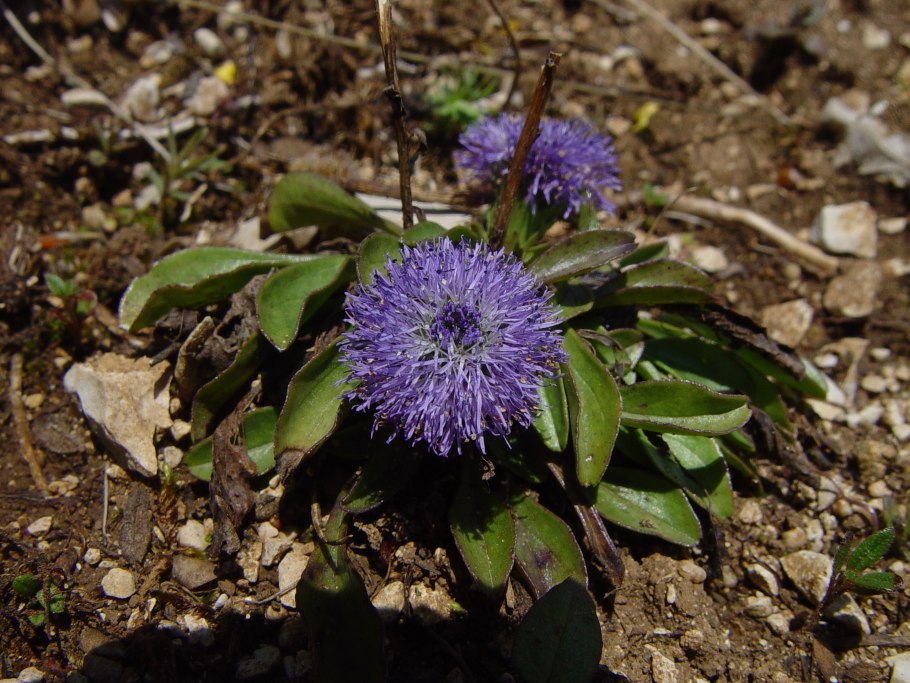 Шаровница сердцелистная